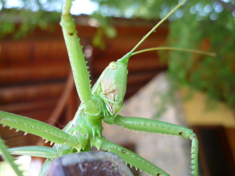 Ephippiger sp? (dalla Grecia)